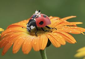 Ladybug Flower
