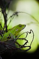 Lizard Animal Reptile