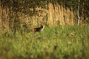Fox Forest Nature
