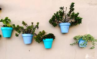 blue pots with green plants on the wall