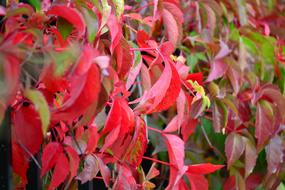 red grape leaves on the wall