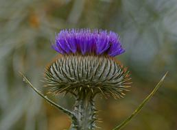 prickly flower in the wild