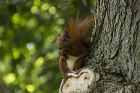 Animal Squirrel Nature