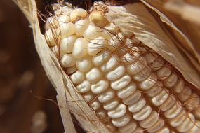 dried fresh corn