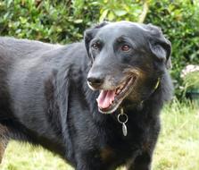 Beauceron Dog Animals Berger De