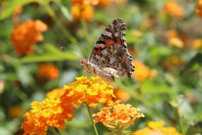 Closeup view of Butterfly sitting on orange flower