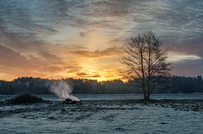 a lone tree in a snowy field