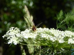 Insect Fly Bee