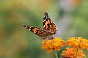 Butterfly on flower Macro view