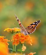 Butterfly Macro Close Green