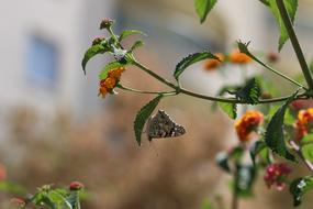 Butterfly Macro Close Green