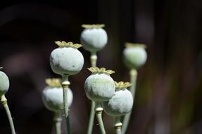 poppy sprouts in the garden