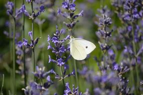 purple flowers with a white butterfly