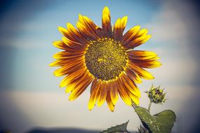 sunflower brown