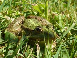 Frog Green Grass