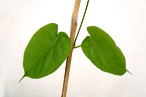 Close-up of the branch with green leaves