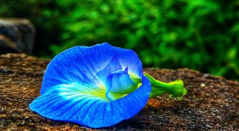 Flower Blue