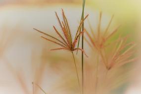 long orange flowers