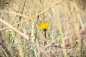 Flower Colorado Yellow