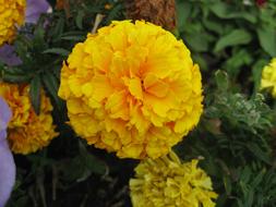 yellow beautiful flower in the garden