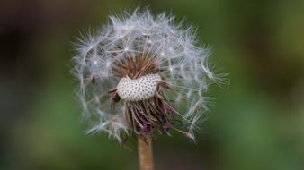 close up of a dandelion