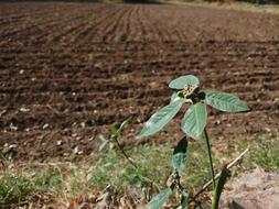 Nature Leaf Soil