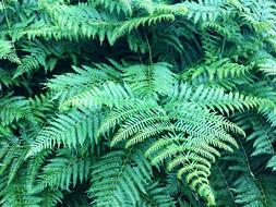 Fern Forest Plant