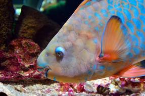 Parrot Fish Aquarium