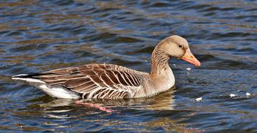 Goose Water Bird