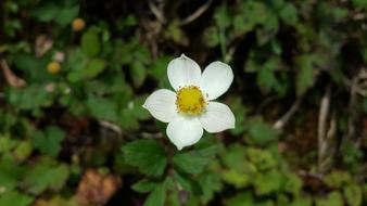 White Flower Morning Plant