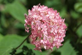 pink flowers on a branch on a green background