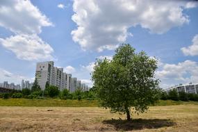 tree on the field against the background of high-rise buildings