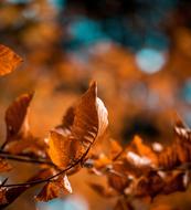 fall leaves dry on the ground