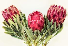 drawing of beautiful flowers