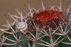 Cactus Snail Prickly