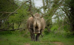 Rhinoceros Large Full