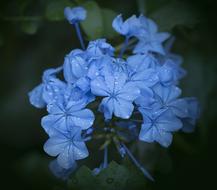 blue flowers in water drops