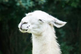 Lama Animal White