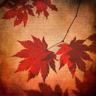 Beautiful and colorful, old texture with red maple leaves, clipart