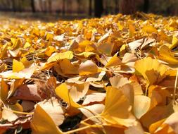Autumn Ginkgo Full Yellow Gold