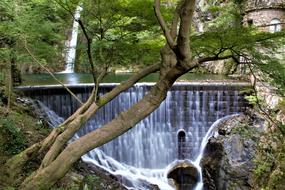 tree on the background of a waterfall