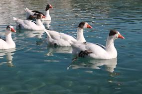 Duck Marine Birds flock
