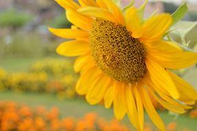 the big yellow flower of the field is beautiful