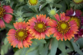 red flowers with a yellow pattern