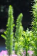 home green plants bluer
