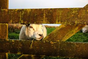 Sheep Animal Animals