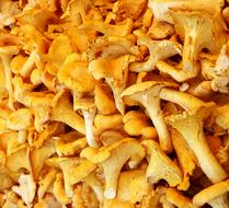 autumn yellow mushrooms