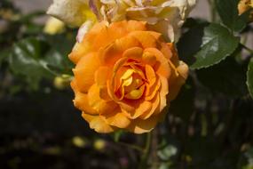 Rose Flower Nature