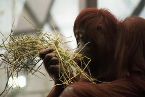 Orangutan Monkey Mammal