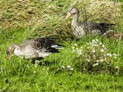 Greylag Goose Water Bird